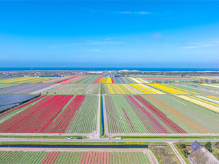 Holland - Tulpen - Niederlande