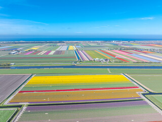 Holland - Tulpen - Niederlande