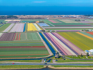 Holland - Tulpen - Niederlande