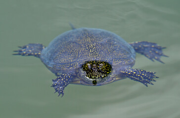 Obraz premium Europäische Sumpfschildkröte // European pond terrapin (Emys orbicularis) - Kaiafa-See, Peloponnes, Griechenland