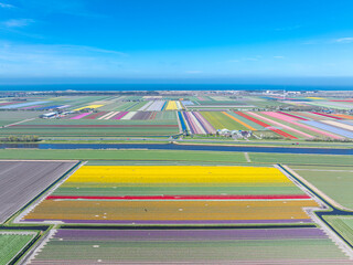 Holland - Tulpen - Niederlande