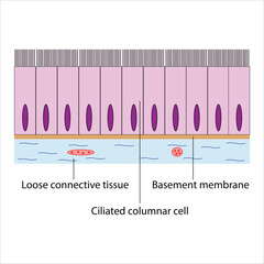 Ciliated Columnar Epithelium Detailed Diagram of Tissue Structure