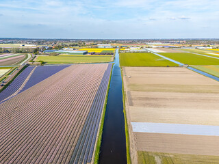 Holland - Tulpen - Niederlande