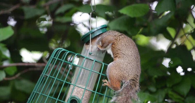A determined grey squirrel attempts to reach sunflower seeds on a bird feeder, UK.