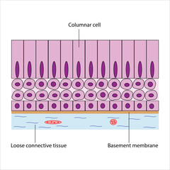 Stratified Columnar Epithelium Detailed Diagram of Tissue Structure