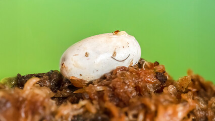 Close up of a Egg of a Crested Gecko on wet moss in a terrarium. Correlophus ciliatus, Loiret 45, région Centre Val de Loire, France, European Union, Europe