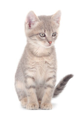 Obraz premium Small gray kitten.