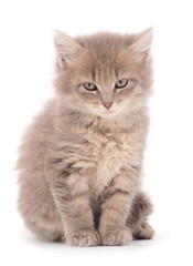 Obraz premium Small gray kitten.