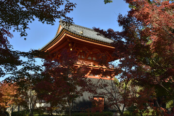 秋の仁和寺　鐘楼とモミジ(京都市右京区)