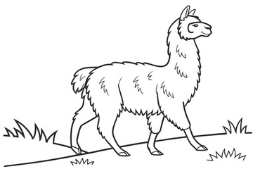 coloring page line art the alpaca black vector