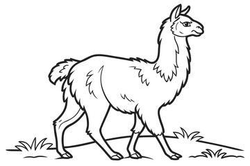 coloring page line art the alpaca black vector
