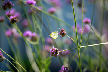 아름다운 나비와 보라빛 꽃