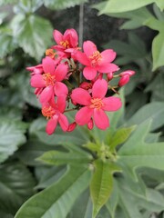 Colorful Jatropha Integerrima Flowers: A Tropical Scene