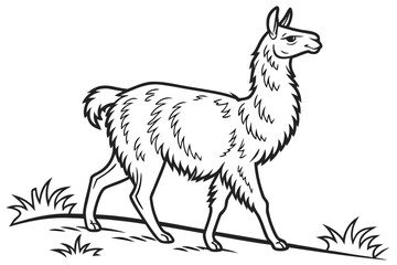coloring page line art the llama black vector