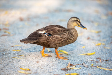 Fototapeta premium 흰뺨검둥오리의 뒤뚱거림