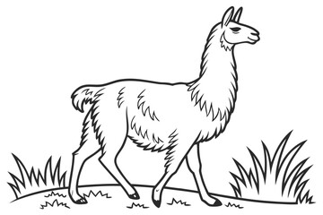 coloring page line art the llama black vector