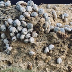 shells on the stone 