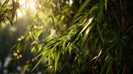 Lush bamboo foliage bathed in sunlight (3)