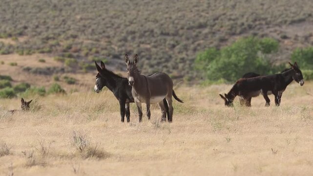 Pregnant wild jenny stands among a herd of burros in dry grassland in the Smoke Creek Desert of Lassen County, California