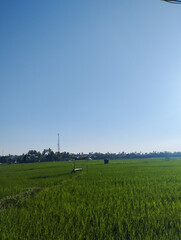 Wide green rice fields under a bright clear sky with a village, palm trees, and a communication tower in the background. Rural calmness and simplicity