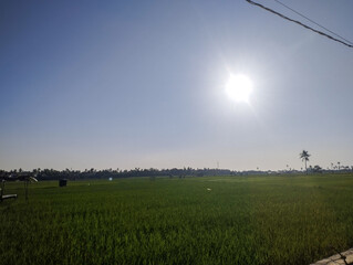 Bright afternoon sunlight over a lush green rice field, with palm trees lining the horizon under a clear blue sky in the rural countryside of Indonesia