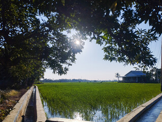Morning sunlight shines through tree leaves over a green rice field with water canal and house nearby, showcasing peaceful rural life