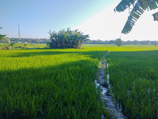 Scenic view of a lush green rice field with banana trees under clear blue sky, bathed in bright sunlight and soft shadows