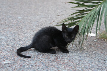 Close-up of a charming black kitten with curious eyes, crouching next to a green palm leaf
