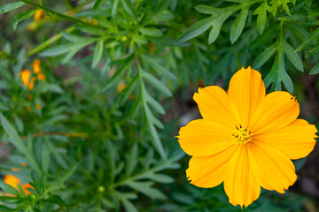 Close-up of a vibrant yellow cosmos flower among green foliage, ideal for floral and nature themes.