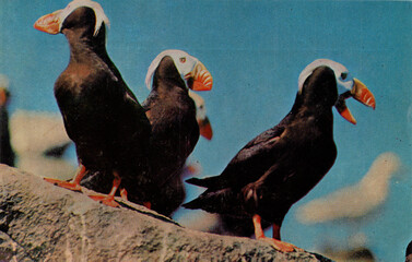 USSR, Russia - circa 1981: Postcard with a view of the Commander Islands. Tufted Puffins are the...