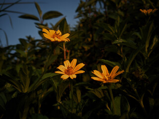 Yellow wild flowers