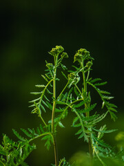 close up of a green plant