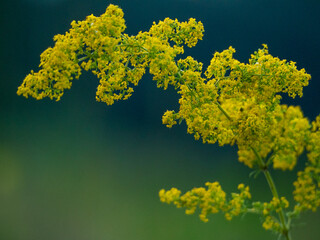 yellow flowers on blue background
