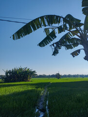 Banana trees casting shade over a lush green rice field under clear blue sky, with a narrow muddy path stretching into the distance