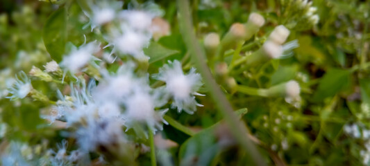 Blurry white flower pistils of wild plants in the forest on the edge of the village