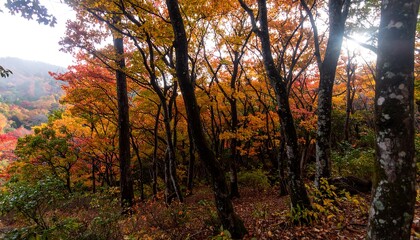 Autumn forest canopy, vibrant colors (1)