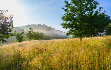 Fototapeta premium Sonnenstrahlen über Nebel auf Grasland am Morgen