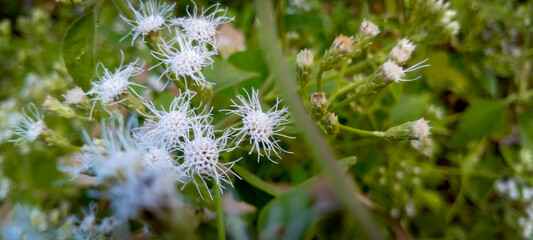 White flower pistils of wild plants in the forest on the edge of the village