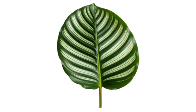 A single glossy Calathea Ornata leaf with distinctive white and green pinstripe patterns.