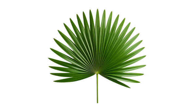 A single vibrant green fan palm leaf with a symmetrical radiating pattern.