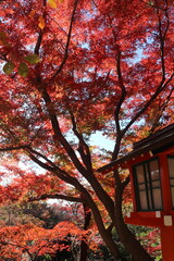 紅葉