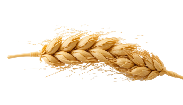 Golden Wheat Stalks - Natural Harvest & Grain Symbol for Agriculture & Baking