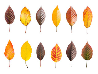  Collection of autumn leaves
