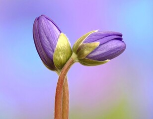 Close-up of two buds, vibrant purple, soft focus