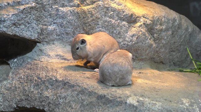 Gundi, animal
