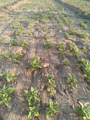 Sesame plant on farm for harvest are cash crops.They have antioxidant,cholesterol reduction,blood lipid regulation,liver,kidney protection,cardiovascular system protection,anti-inflammatory,anti-tumor