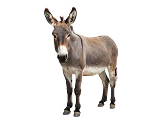 Fototapeta premium Donkey standing on transparent background, domestic animal portrait