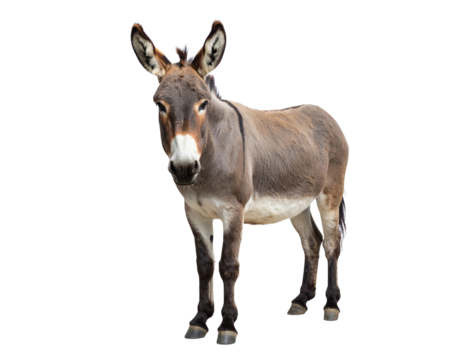 Donkey standing on transparent background, domestic animal portrait