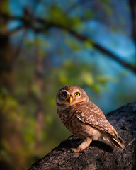 Spotted Owlet perched on tree trunk in Keoladeo Ghana Bird Sanctuary, Bharatpur, India – small nocturnal owl with yellow eyes, alert pose, forest bird in natural habitat, birdwatching photography