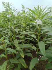 Sesame seed flower on tree in the field, Sesame a tall annual herbaceous plant of tropical